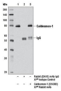 Anti-Caldesmon-1 Rabbit Monoclonal Antibody [clone: 13G23]