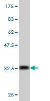 Anti-COX6C Mouse Monoclonal Antibody [clone: S51]