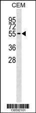 Anti-ERMAP Rabbit Polyclonal Antibody (Biotin)