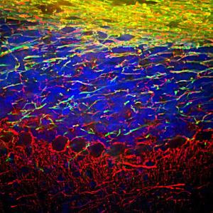 Immunofluorescent analysis of mouse cerebellum section stained with Anti-NF-L Antibody (1:5,000/red) and Anti-MBP Antibody (A85321/1:5,000/green)