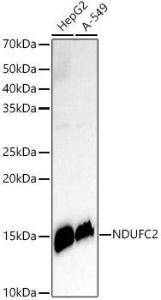 Western blot analysis of extracts of various cell lines, using Anti-NDUFC2 Antibody [ARC3020] (A309417) at 1:500 dilution