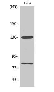 Western blot analysis of various cells using Anti-ADD1 (phospho Ser726) Antibody