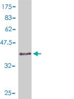 Anti-CDC45 Mouse Polyclonal Antibody