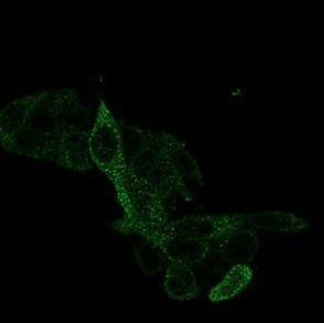 Immunofluorescent analysis of PFA-fixed HeLa cells stained with Anti-PRMT7 Antibody [PCRP-PRMT7-1A4] followed by Goat Anti-Mouse IgG (CF and #174; 488) (Green)