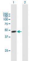 Anti-FKBPL Mouse Polyclonal Antibody