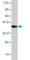 Anti-SLC44A1 Mouse Monoclonal Antibody [clone: 1C4]