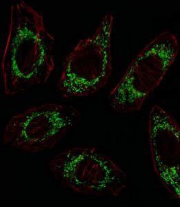 Anti-OAT Rabbit Polyclonal Antibody (Biotin)