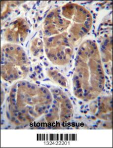 Anti-SYPL1 Rabbit Polyclonal Antibody (AP (Alkaline Phosphatase))