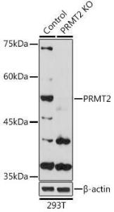 Western blot analysis of extracts from normal (control) and PRMT2 Rabbit polyclonal antibody knockout (KO) 293T cells, using Anti-PRMT2 / HMT1 Antibody (A11885) at 1:1,000 dilution. The secondary antibody was Goat Anti-Rabbit IgG H&L Antibody (HRP) at 1:10,000 dilution.