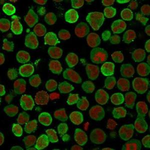 Immunofluorescent analysis of PFA fixed K562 cells stained with Anti-Calponin 1 Antibody [SPM169] followed by Goat Anti-Mouse IgG (CF&#174; 488) (Green). The nuclear counterstain is RedDot.