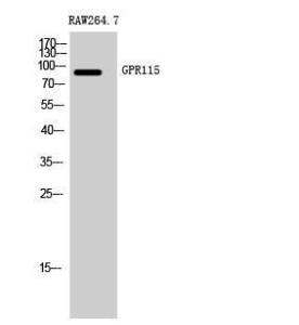 Western blot analysis of RAW264.7 cells using Anti-GPR115 Antibody