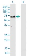 Anti-G3BP1 Mouse Polyclonal Antibody