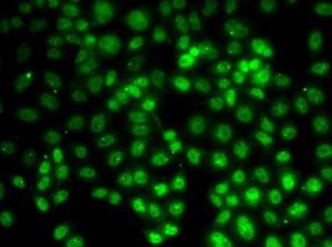 Immunofluorescence analysis of HeLa cells using Anti-PRMT2 / HMT1 Antibody (A11885)