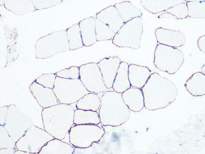 Anti-Dystrophin Rabbit Monoclonal Antibody [clone: ARC1118]