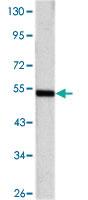 Anti-SHH Mouse Monoclonal Antibody [clone: 8G3]