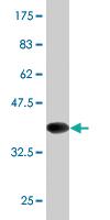 Anti-PTPRN2 Mouse Monoclonal Antibody [clone: 1G5]