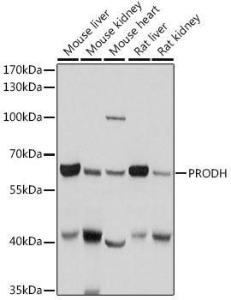 Western blot analysis of extracts of various cell lines, using Anti-PRODH Antibody (A11886) at 1:1000 dilution