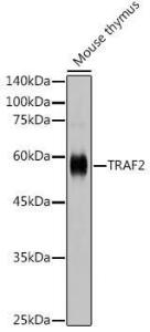 Western blot analysis of extracts of mouse thymus, using Anti-TRAF2 Antibody (A305566) at 1:1,000 dilution. The secondary antibody was Goat Anti-Rabbit IgG H&L Antibody (HRP) at 1:10,000 dilution.