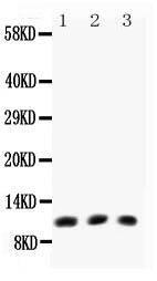 Anti-Eotaxin Polyclonal Antibody