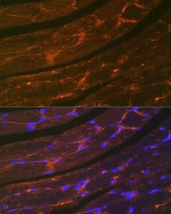 Anti-Dystrophin Rabbit Monoclonal Antibody [clone: ARC1118]