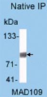 Anti-HSP90AA1 Rabbit Polyclonal Antibody