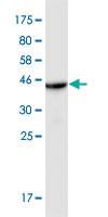 Anti-SLC44A1 Mouse Monoclonal Antibody [clone: 4E12]