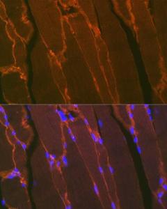 Anti-Dystrophin Rabbit Monoclonal Antibody [clone: ARC1118]