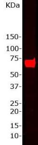 Western blot of whole rat brain homogenate stained with Anti-NF-L Antibody (1:15,000) A prominent band running with an apparent SDS-PAGE molecular weight of ~68 kDa corresponds to rodent NF-L