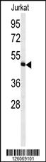 Anti-HVCN1 Rabbit Polyclonal Antibody