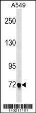 Anti-EPB41L5 Rabbit Polyclonal Antibody (APC (Allophycocyanin))