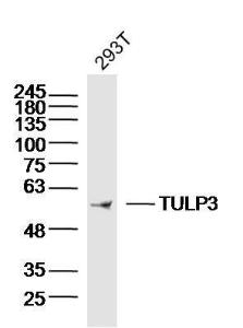 293T Cell lysates probed with TULP3 Polyclonal Antibody, unconjugated (bs-11605R) at 1:300 overnight at 4°C followed by a conjugated secondary antibody for 60 minutes at 37°C.