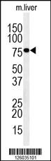 Anti-IN80D Rabbit Polyclonal Antibody