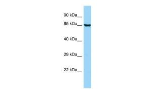 Anti-ANKS1B Rabbit Polyclonal Antibody