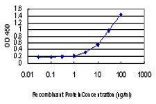 Anti-CREB1 Mouse monoclonal antibody [clone: 5F2]