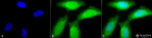 Immunocytochemistry/Immunofluorescence analysis of human heat shocked cervical cancer cell line (HeLa), fixed in 2% formaldehyde for 20 minutes at room temperature, using Anti-AHA2 Antibody (A304707), at 1:80 for 12 hours at 4°C