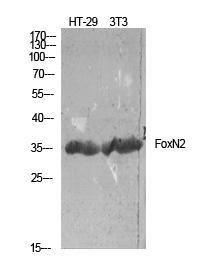 Western blot analysis of HT 29/NIH 3T3 using Anti-FOXN2 Antibody