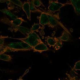 Immunofluorescent analysis of PFA-fixed U87 cells stained with Anti-PRMT7 Antibody [PCRP-PRMT7-1A4] followed by Goat Anti-Mouse IgG (CF and #174; 488) (Green). Membrane stained with Phalloidin