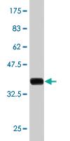 Anti-PTPRN2 Mouse Monoclonal Antibody [clone: 3B7]