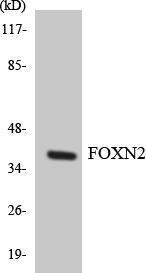 Anti-FOXN2 Rabbit Polyclonal Antibody