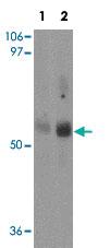 Anti-MFSD2A Rabbit Polyclonal Antibody