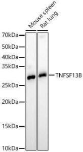 Western blot analysis of various lysates, using Anti-BAFF Antibody (A11891) at 1:700 dilution