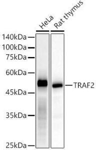 Western blot analysis of various lysates, using Anti-TRAF2 Antibody [ARC51292] (A305567) at 1:50,000 dilution. The secondary Antibody was Goat Anti-Rabbit IgG H&L Antibody (HRP) at 1:10000 dilution