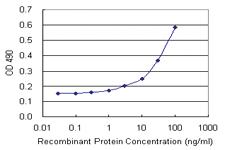 Anti-GCK Rabbit Polyclonal Antibody (Biotin)