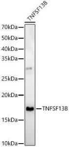 Western blot analysis of U-937, using Anti-BAFF Antibody (A11891) at 1:700 dilution