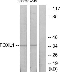 Western blot analysis of lysates from COS7 and A549 cells using Anti-FOXL1 Antibody. The right hand lane represents a negative control, where the Antibody is blocked by the immunising peptide