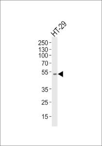 Anti-AURKA Mouse Monoclonal Antibody [clone: 1364CT291.108.155]