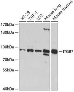 Western blot analysis of extracts of various cell lines, using Anti-Integrin beta 7 Antibody (A11893) at 1:1,000 dilution. The secondary antibody was Goat Anti-Rabbit IgG H&L Antibody (HRP) at 1:10,000 dilution.