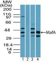 Anti-MAFA Rabbit Polyclonal Antibody