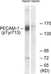 Western blot analysis of lysates from HepG2 cells using Anti-PECAM-1 (phospho Tyr713) Antibody. The right hand lane represents a negative control, where the Antibody is blocked by the immunising peptide