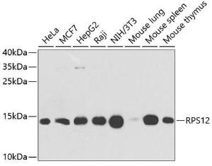 Western blot analysis of extracts of various cell lines, using Anti-RPS12 Antibody (A11894) at 1:1,000 dilution